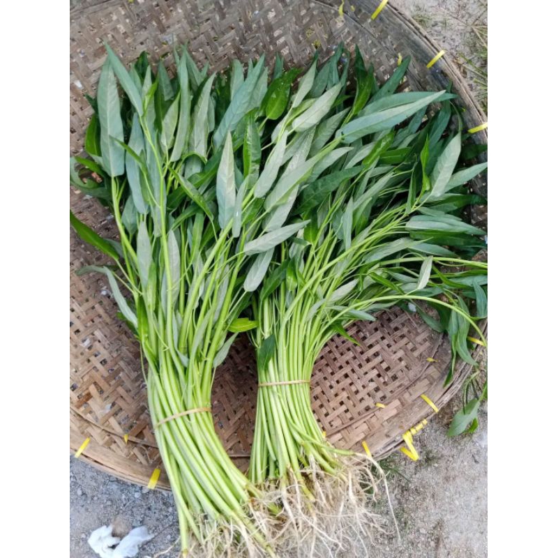 

Sayur Kangkung