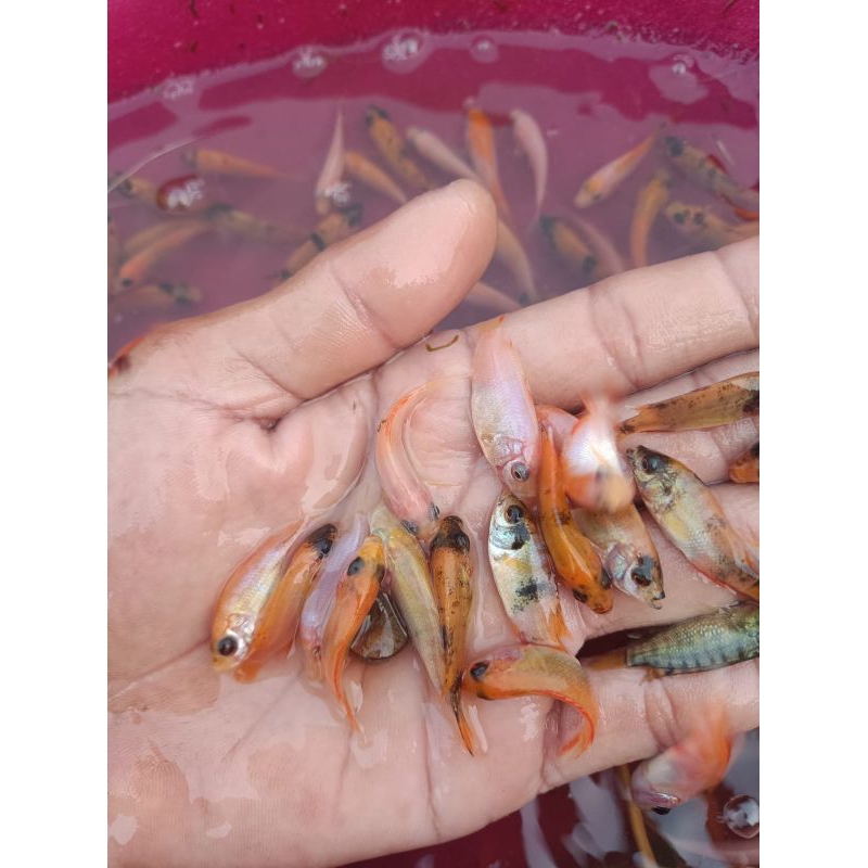 

paket 50,100 nila merah bangkok size 3,4cm