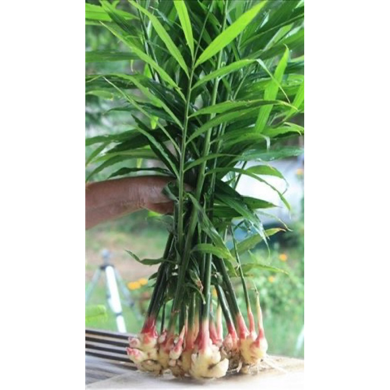 Bibit jahe merah super siap tanam