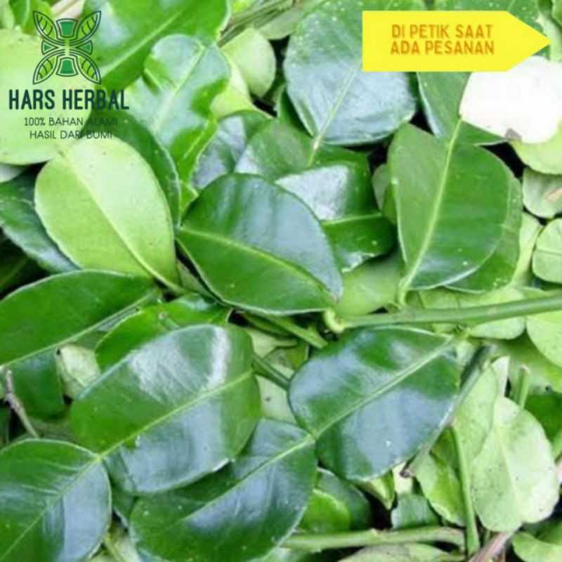 

DAUN JERUK NIPIS SEGAR 100GRAM 100% ASLI DI PETIK JIKA ADA YANG PESAN