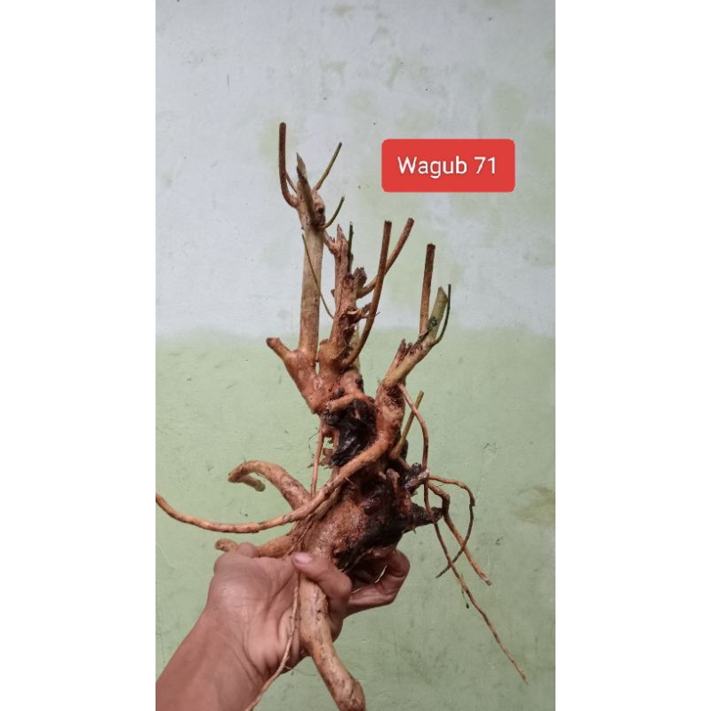 Bahan Bonsai Wahong Gunung Prospek Realpict 43