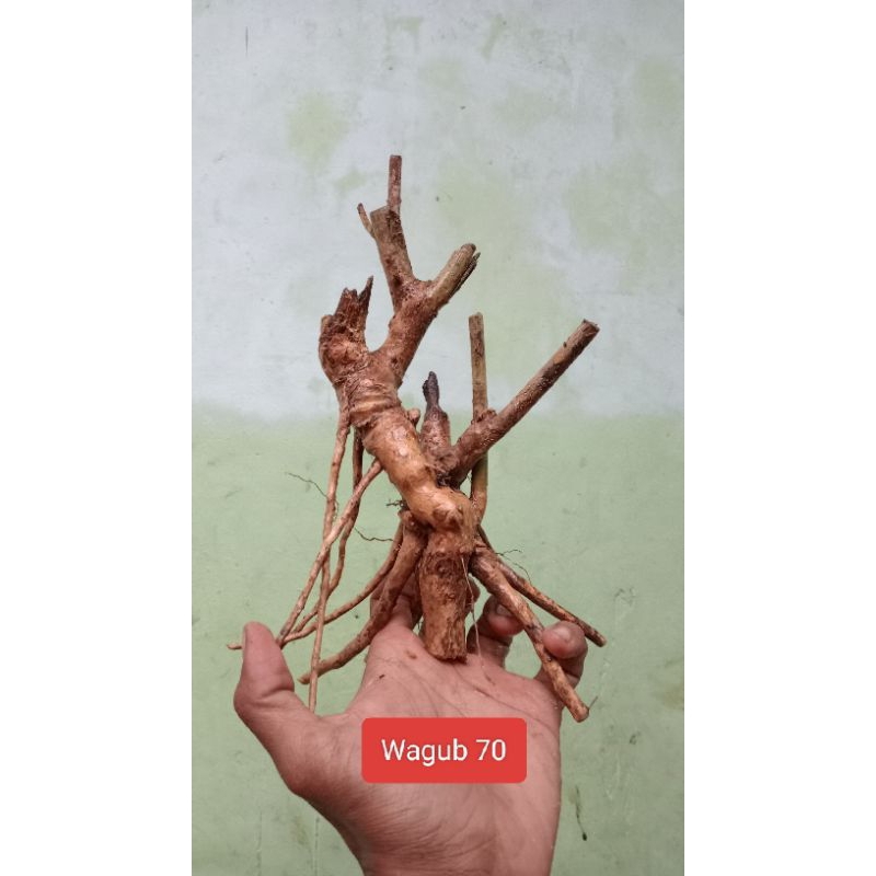 Bahan Bonsai Wahong Gunung Berkarakter Realpict 66