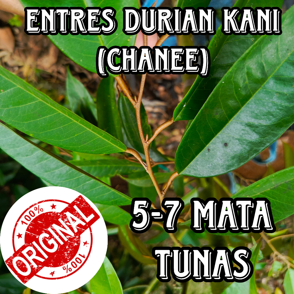 ENTRES DURIAN KANI ATAU CHANEE ENTRES PUCUKAN DURIAN SUPER MATA TUNAS