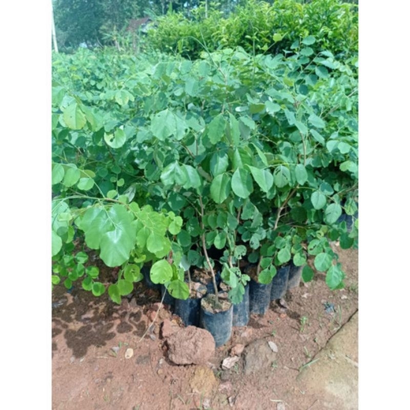 Bibit kayu sonokeling