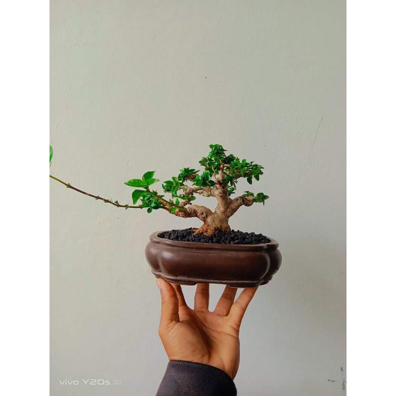 BONSAI SANCANG MAME REAL PICT SIAP KONTES