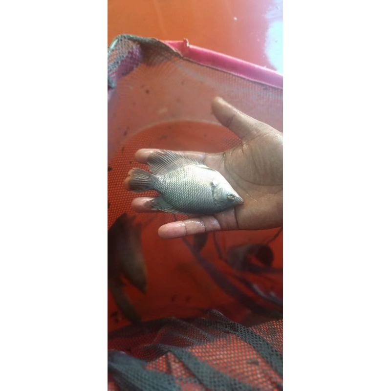 BIBIT IKAN GURAME 3JARI