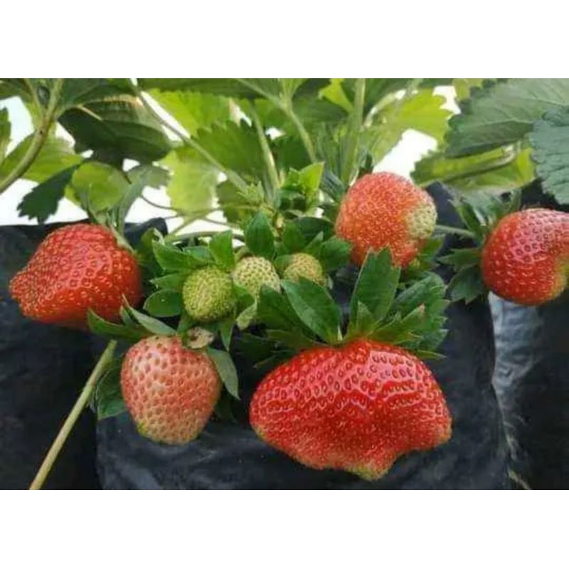 Bibit Strawberry Mencir Berbuah strawberry berbuah