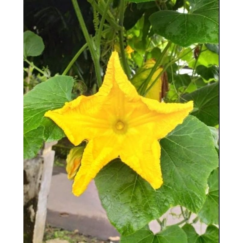 

bunga labu kuning segar 5 pcs