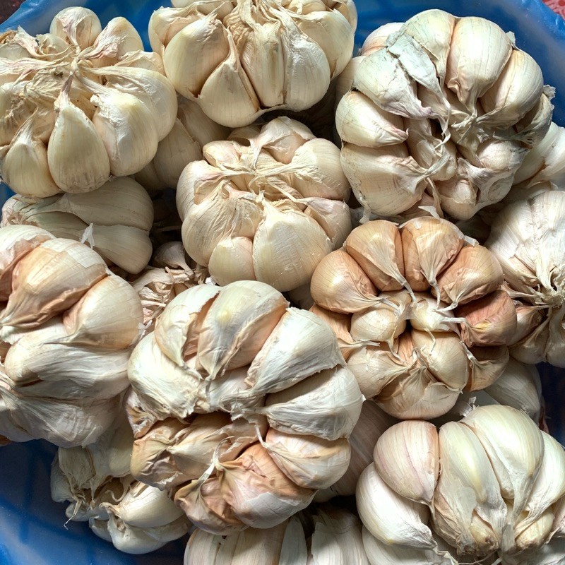 

Bawang Putih Honan 500gr Bersih Bawang Putih Banci Murah