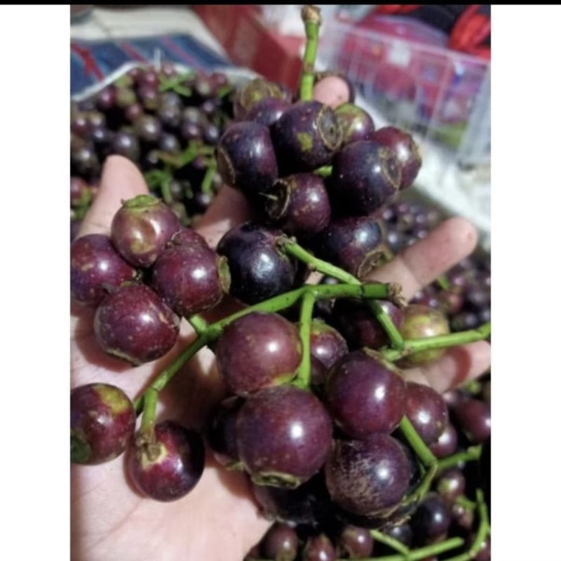 

buah kupa/buah gowok 500gram