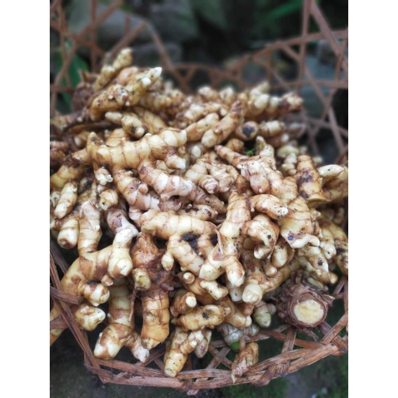 

Kunyit Putih / Temu Putih Segar 1 KG