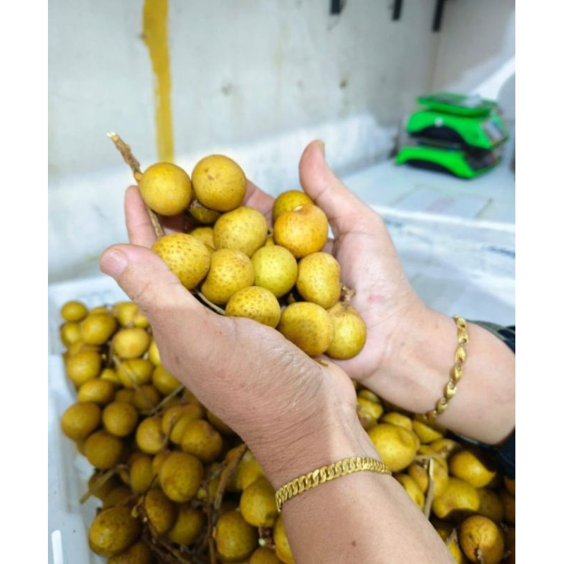 

KELENGKENG GEDE2 MANIS POL STIKER GOLD