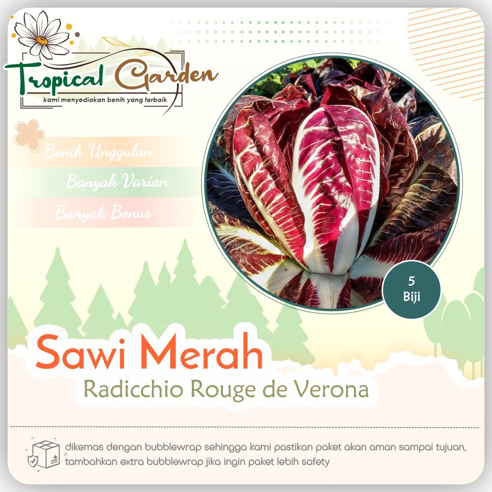 ✿ Tropical Garden ✿ Benih Sawi Merah Radicchio Rouge de Verona COD ✅