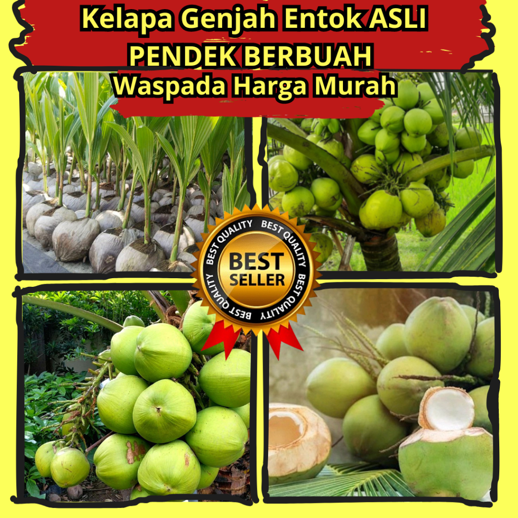 GARANSI.. Bibit Kelapa Hibrida Asli, Bibit KElapa HIjau Genjah, Bibit Kelapa Genjah Entok