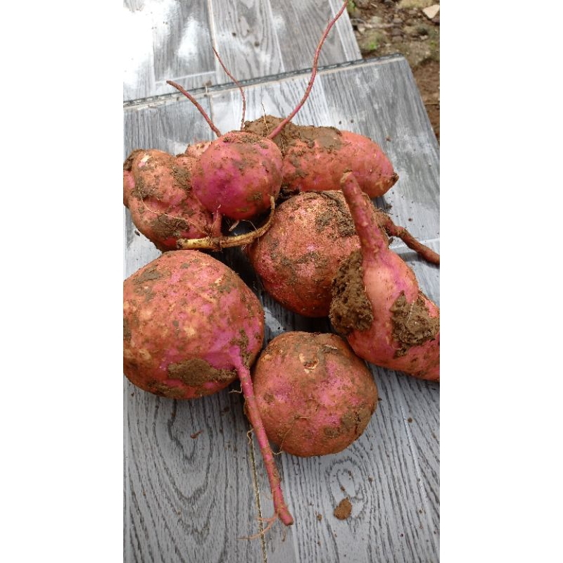 

buah ubi