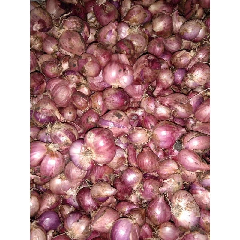 

Bawang merah