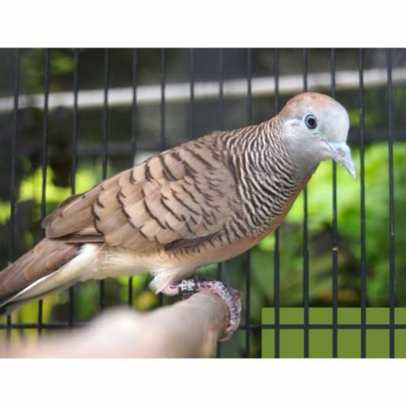 BURUNG PERKUTUT BANGKOK ASLI JUMBO RING