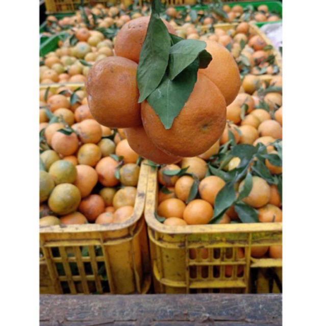 

JERUK KUALITAS SEDANG PER DUS 23kg