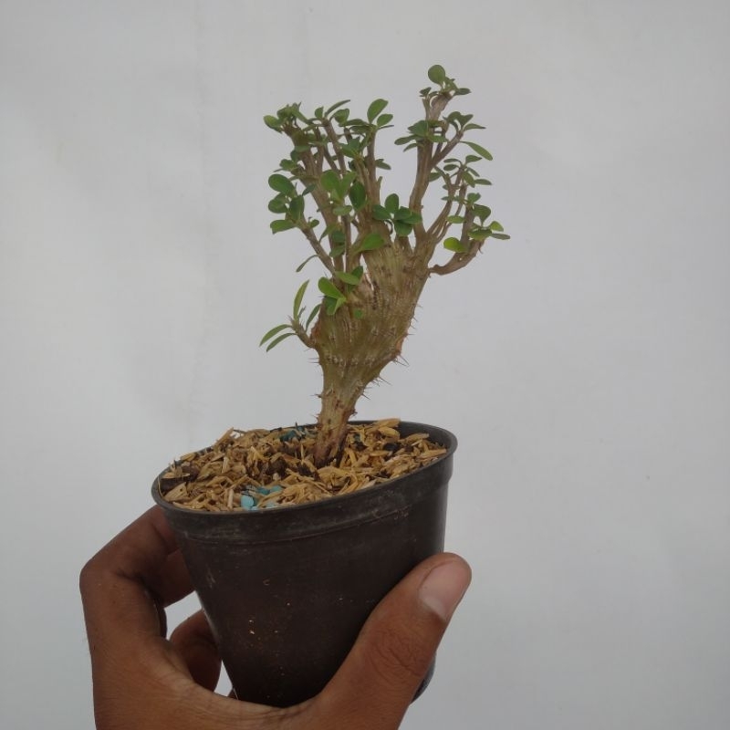 euphorbia milii kristata