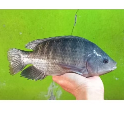 IKAN MUJAIR SEGAR IKAN MUJAIR IKAN FRESH IKAN HIDUP