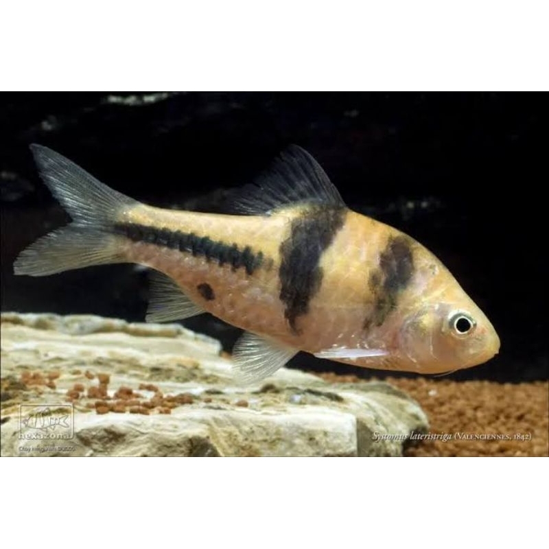 Spanner Barb (Dokun)