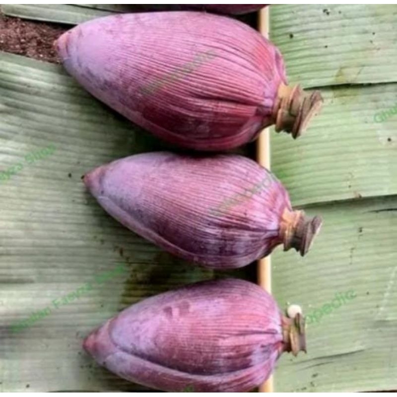 

jantung pisang kepok asli satu pcs