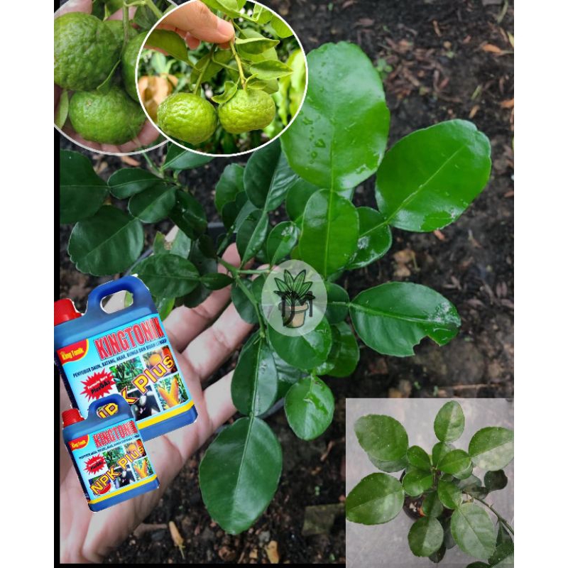 bibit jeruk purut rimbun steck cangkok okulasi herbal banyak manfaat