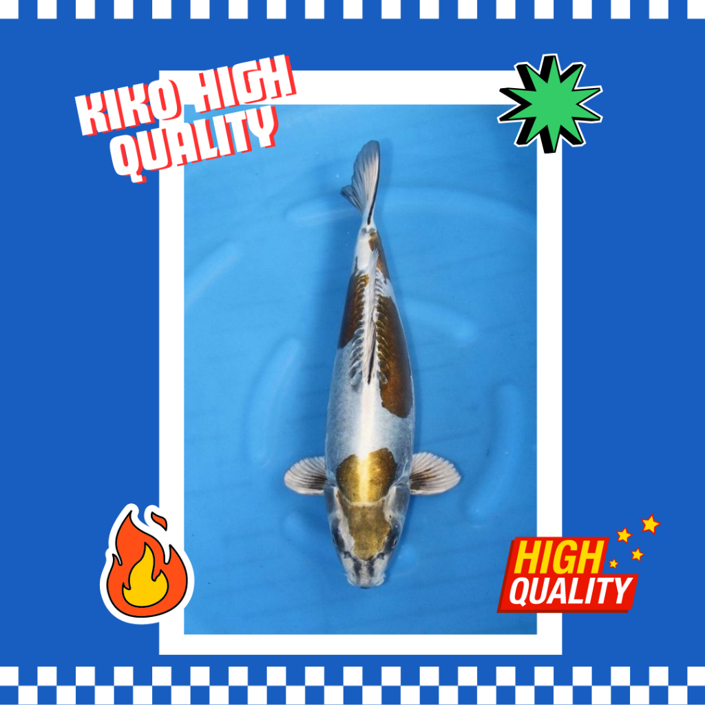 Ikan Koi Kiko Grade A  - Asli Blitar SQ HQ Bergaransi