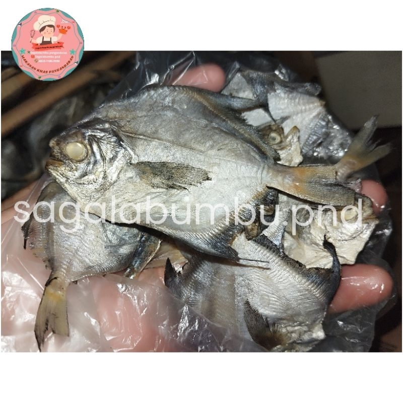 

ikan asin bawal laut oleh oleh Pangandaran Asin bawal ikan bawal khas Pangandaran Asin Pangandaran