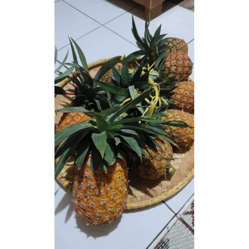 

Nanas Madu Lokal ( bukan sunpride)