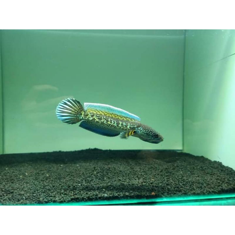 chana AURANTI WC baby 3-6cm