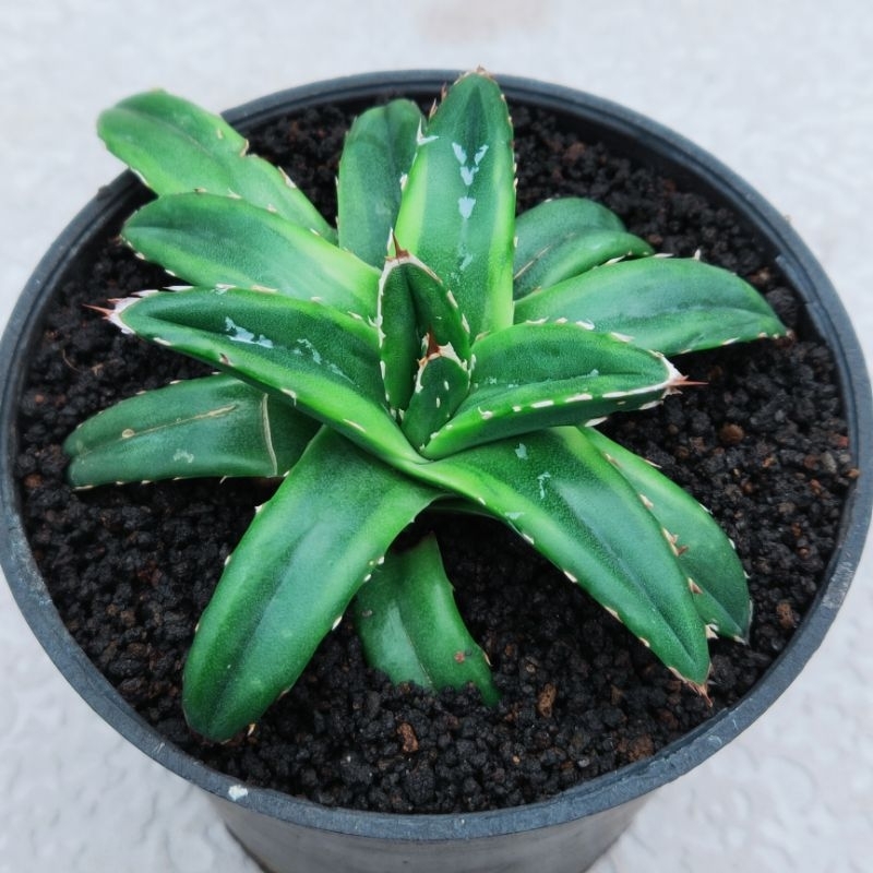 agave victoria reginae var cream