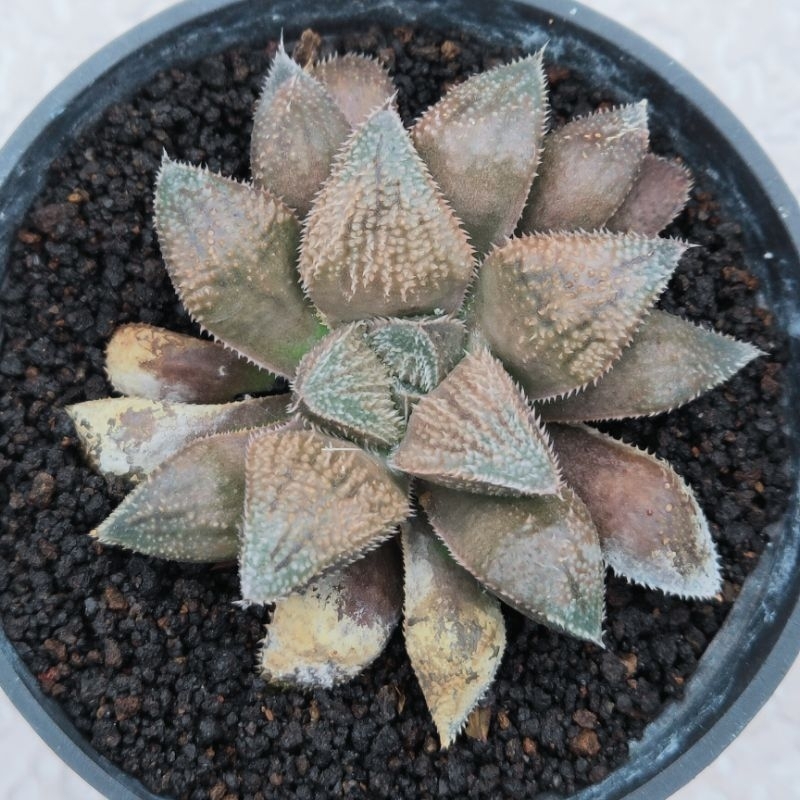 haworthia chocolate hybrid