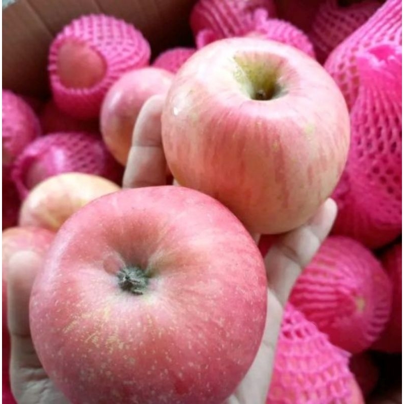 

Apel Fuji hasil cangkok batang besar