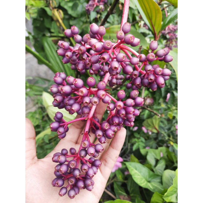 

Buah parijoto/parijata 500grm buah buat ibu hamil