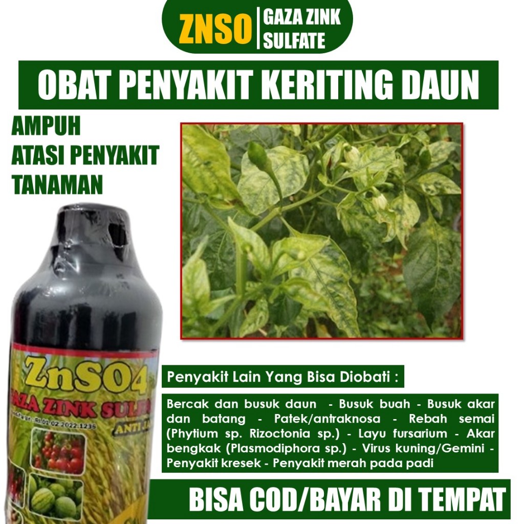 ZNSO4 Pupuk Keriting/Kuning Cabe Paling Ampuh - Pupuk Keriting Daun Cabe Terbaik dan Ampuh - Fungisi
