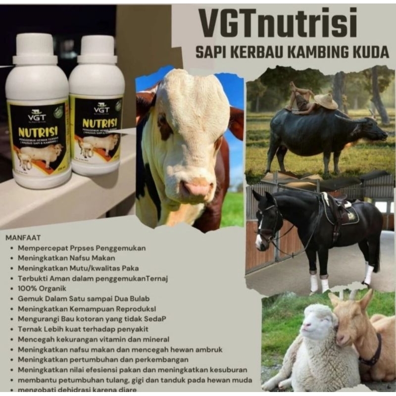 VGT nutrisi ternak sapi, kambing