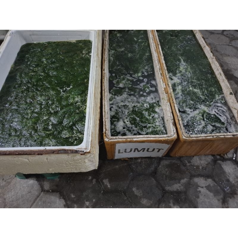 lumut umpan mancing nila dan bandeng (wajib tanya stock)