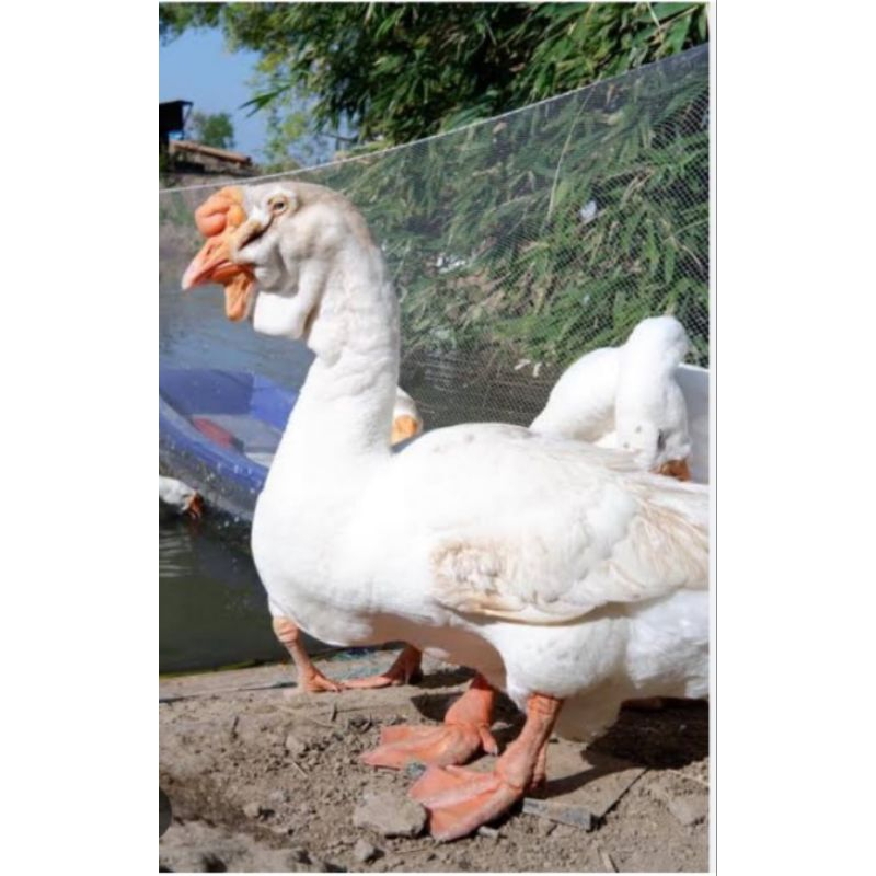 

telur angsa untuk di tetaskan