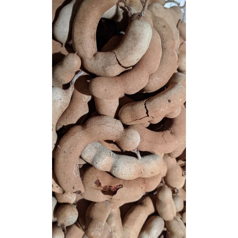 

ASAM, ASEM JAWA ASLI GUNUNGKIDUL