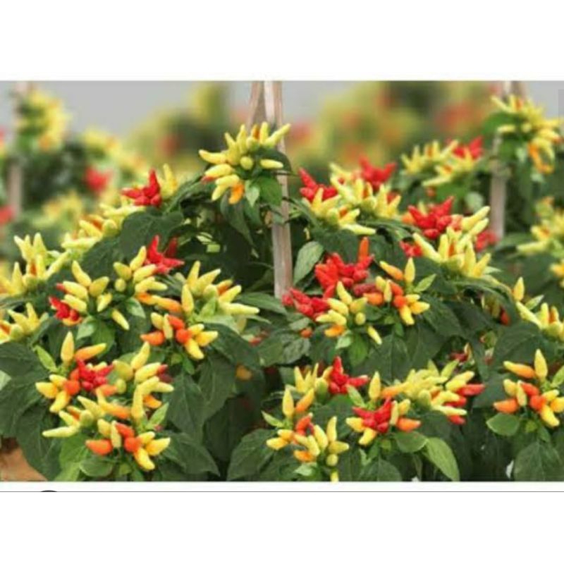 

cabai prentul klaster(7biji)