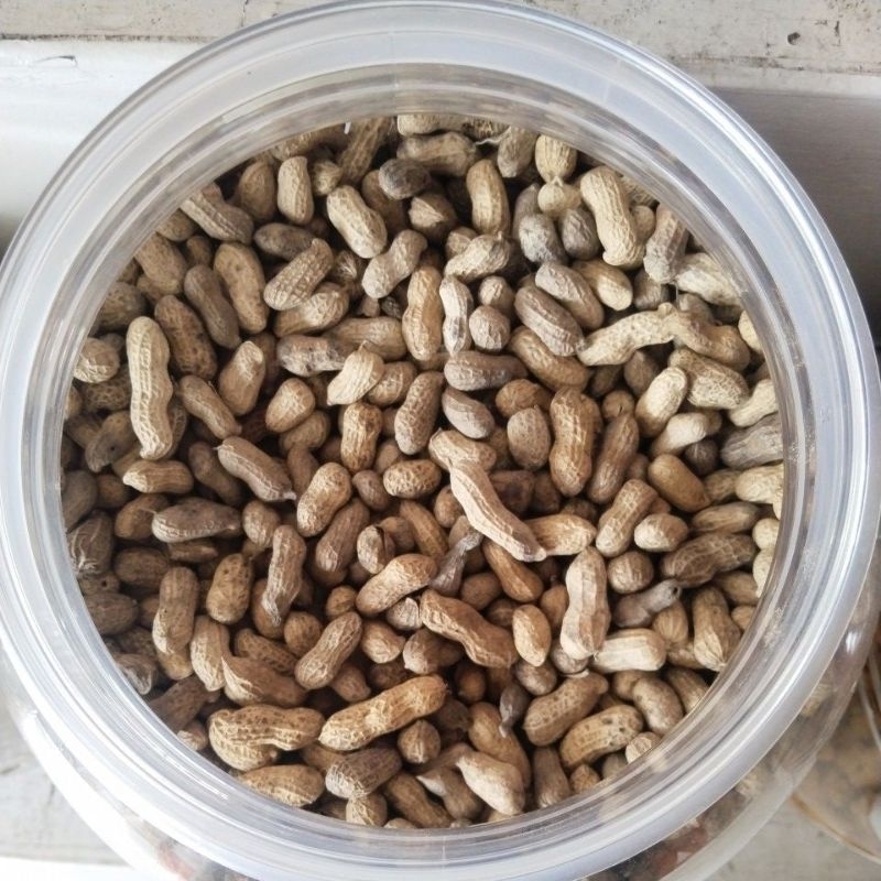 

kacang kletik