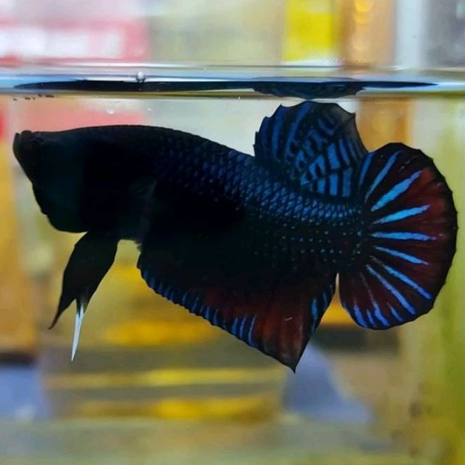 Cupang Aduan Fighter Anakan Import Thailand Bahan Grade Champion