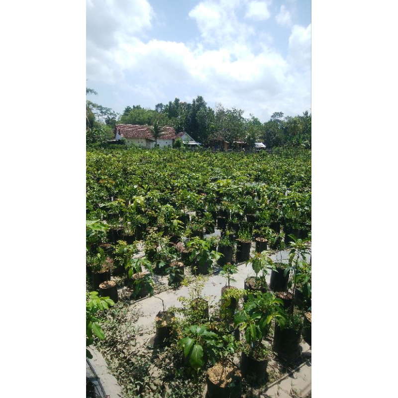 anggur Brazil freco valid