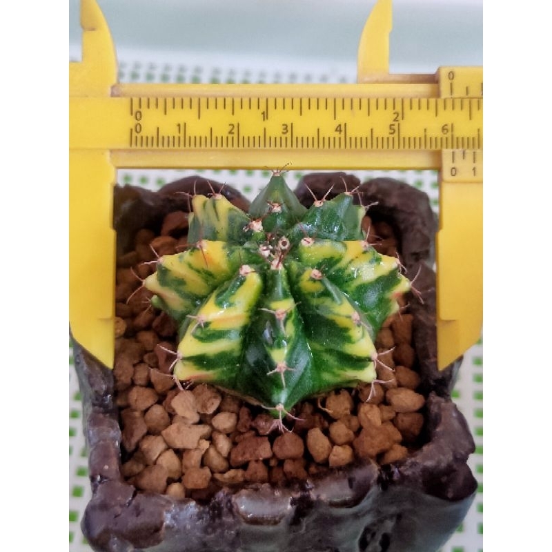 MIHA HYBRIDA YELLOW SELECTED//OWNROOT//KAKTUS//KAKTUS LUCU//KAKTUS HIAS//KAKTUS HIASAN//KAKTUS MINI/