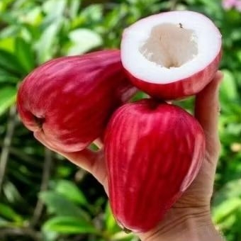 bibit JAMBU JAMAIKA cangkok siap berbuah