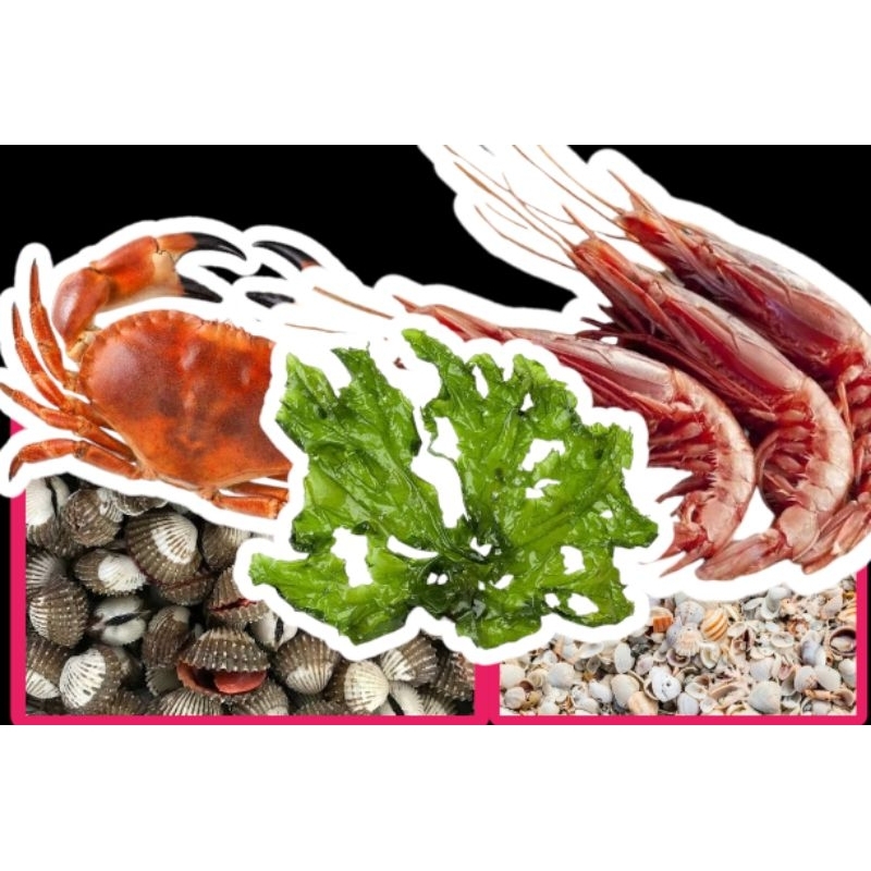 pupuk cair chitosan 5 Liter