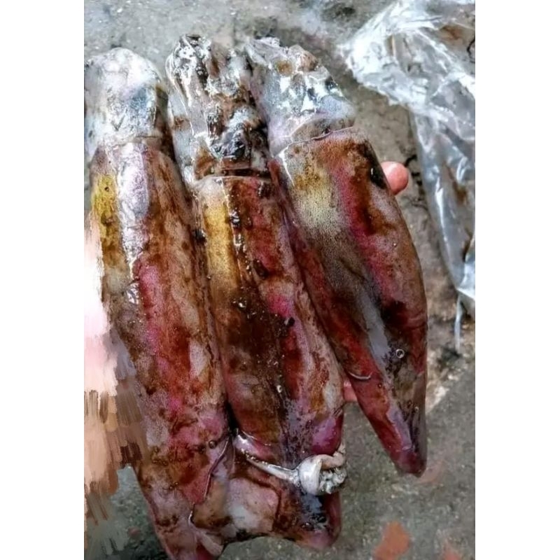 

Cumi Cumi segar 1kg isi 6-7