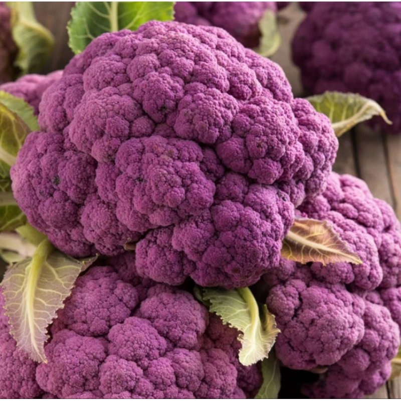 15 BENIH KEMBANG KOL UNGU