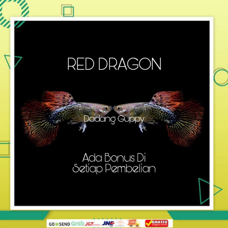 

Packing Styrofoam ( Red Dragon )